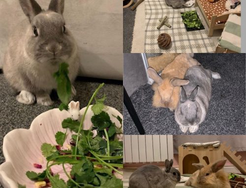 Adoption spotlight – Pebbles! (formerly Dawson)