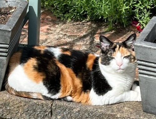 Adoption Spotlight – Penny!
