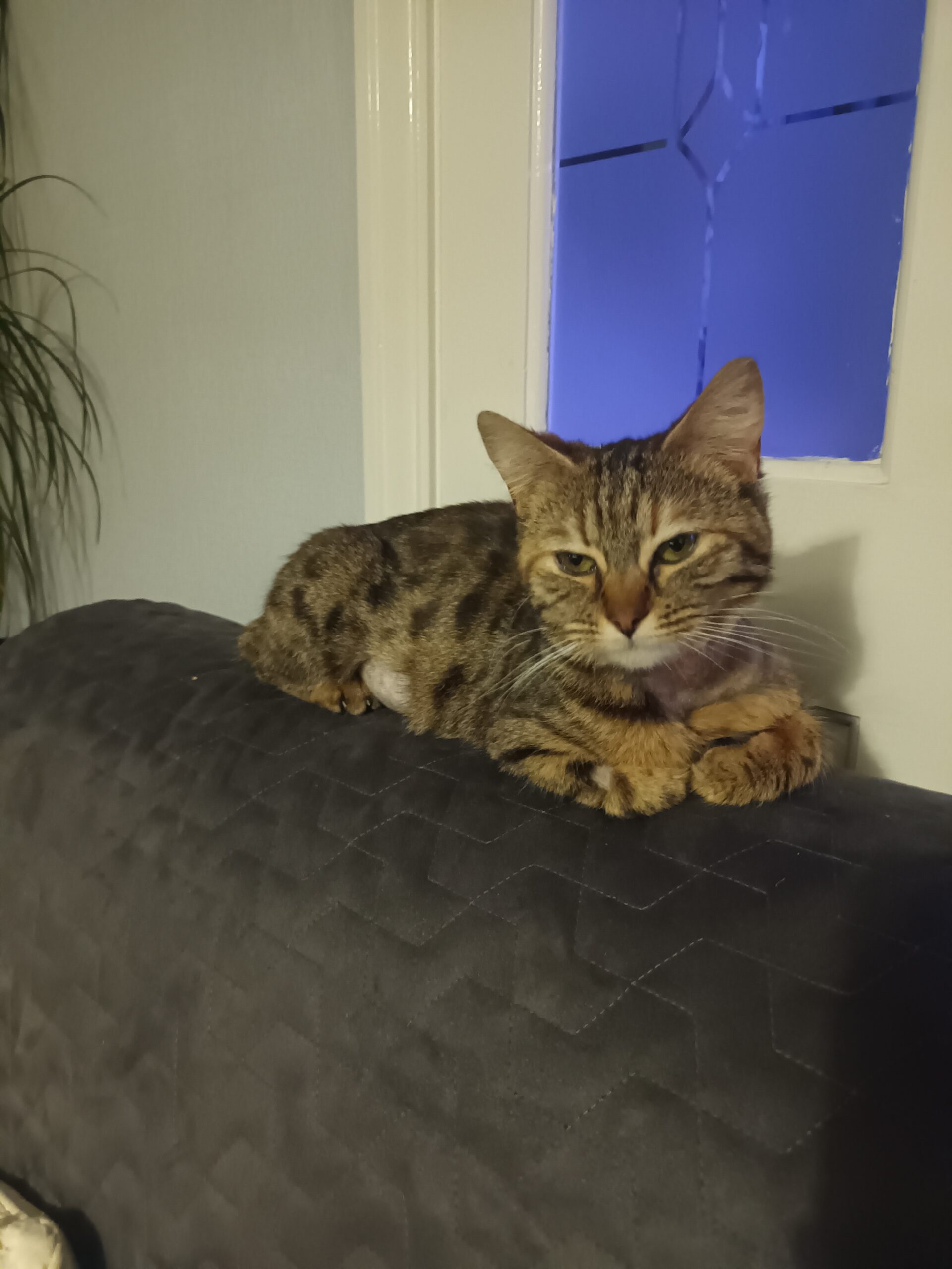 Cleo