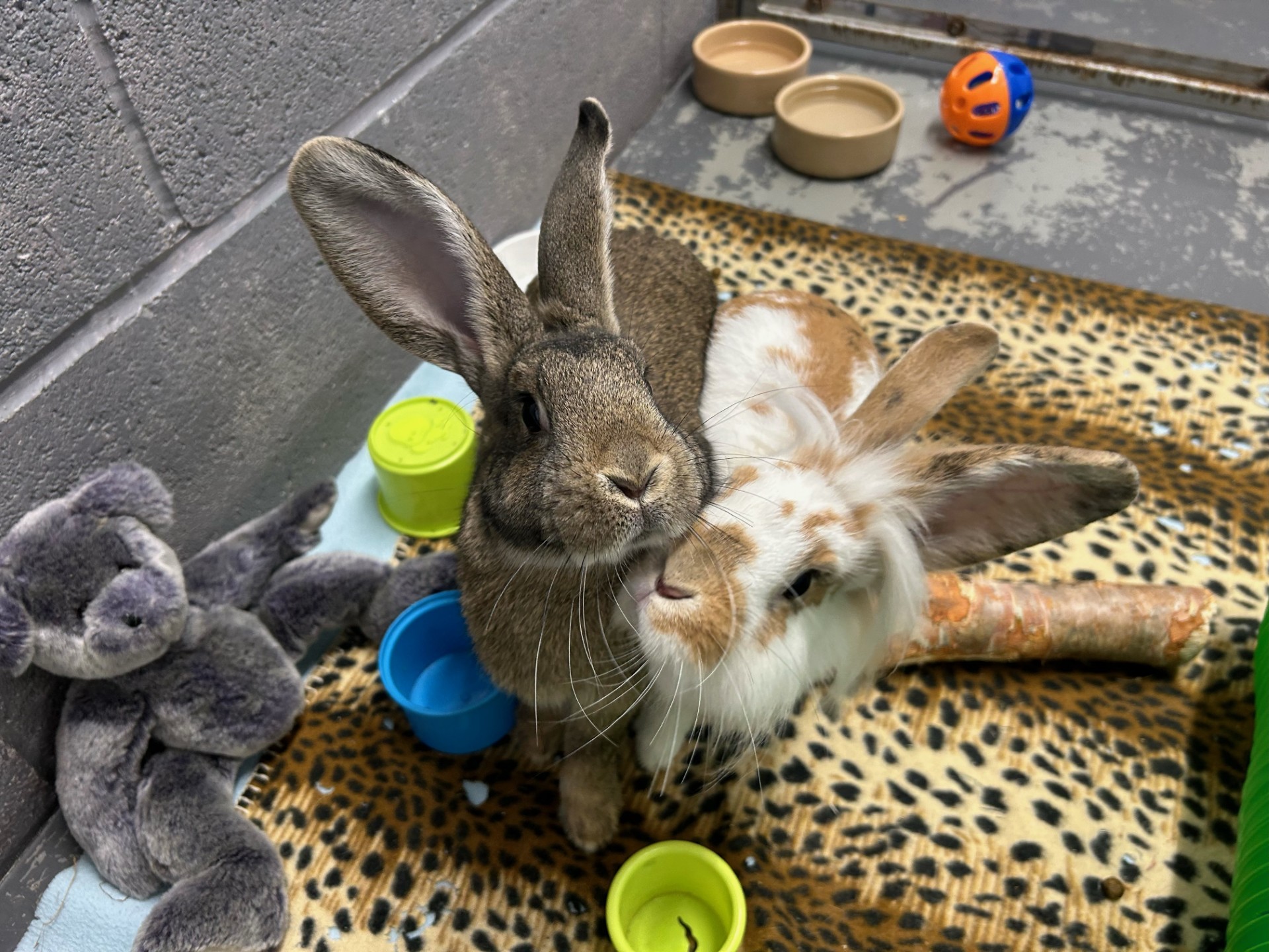 Ember and Cinder