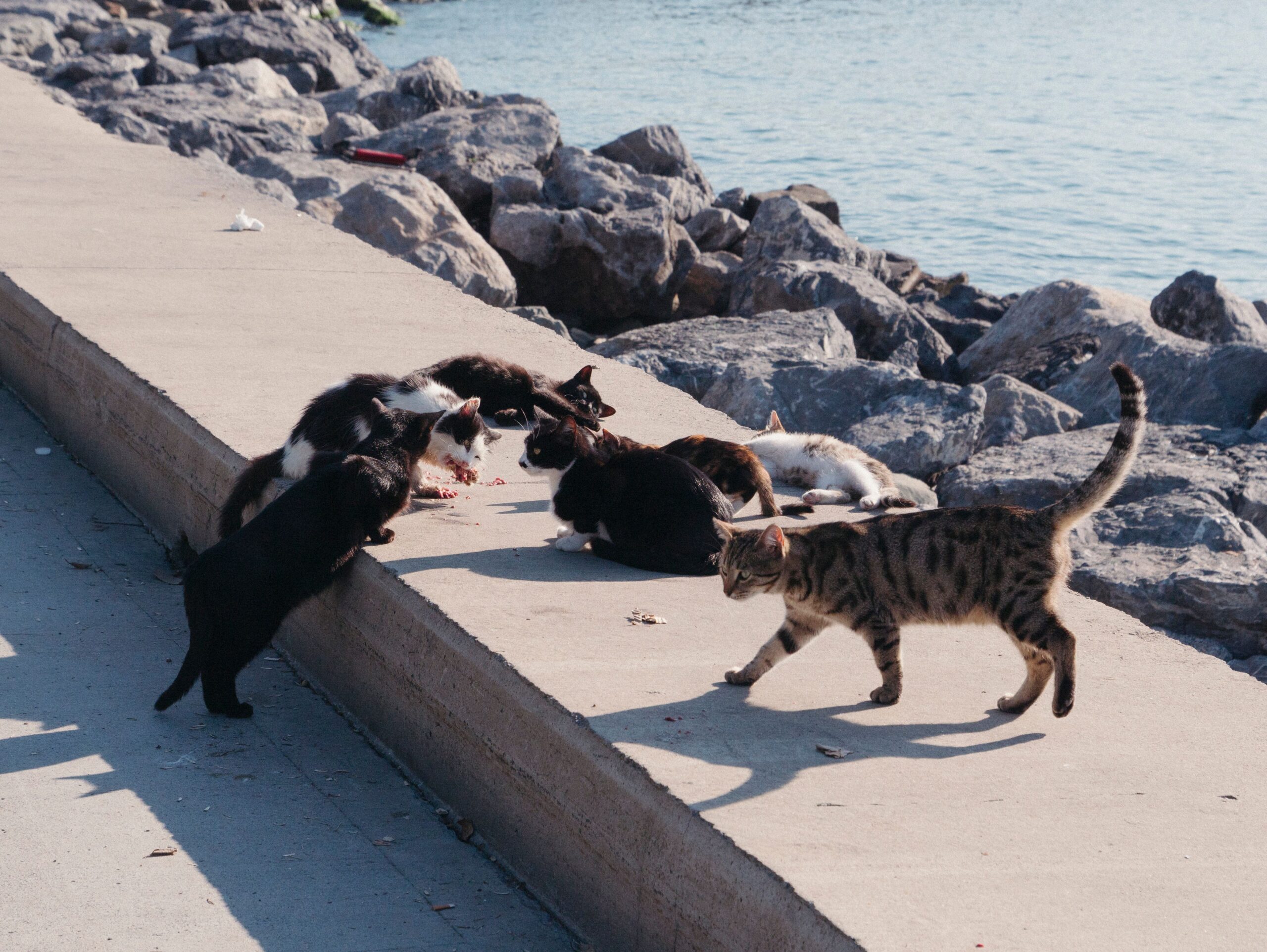 feral-cats
